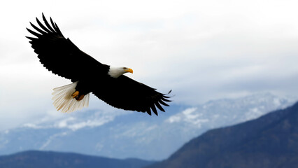 Obraz premium A bald eagle soaring through the sky, its wings fully extended against a backdrop of mountains