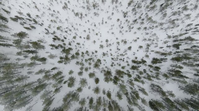 A&eacute;rien descente au dessus d'une for&ecirc;t de petits et grands arbres enneig&eacute;s en Laponie