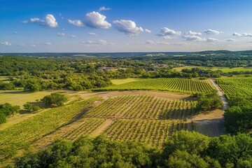 Aerial view of lush green vineyard landscape under bright blue sky with clouds, showcasing agricultural beauty and farming lifestyle in countryside.