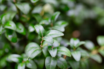Fresh green buxus (Buxus sempervirens) leaves. Close-up of evergreen bush boxwood in the nature. Concept: Greenery, natural pattern, nature texture.