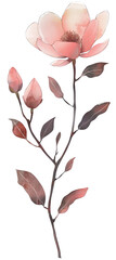 A highly detailed watercolor illustration of an elegant pink magnolia flower