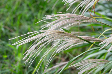 Selective focus of white puffy flowers Chinese prachtriet with morning frost, Miscanthus sinensis...