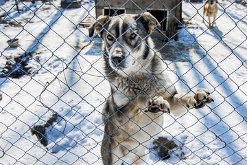 Wild and Lonely,Animals in Cages, Waiting for Adoption and a Better Life