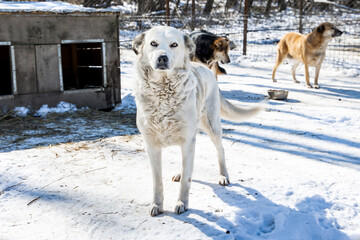 Nature’s Run,Huskies and Wolves Racing Through the Snowy Forest, Looking for a New Home