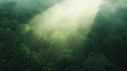 Fototapeta premium Sunlight shining through green forest canopy with mist, tranquil landscape, natural scenery, peaceful wilderness, nature photography for outdoor enthusiasts.