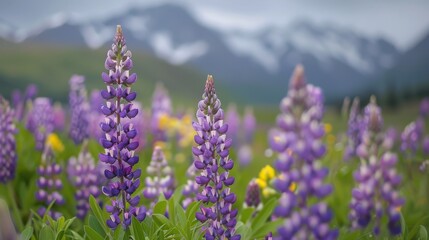 Fototapeta premium Vibrant Purple Lupines Blooming in a Scenic Landscape with Mountains in the Background