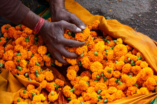 India. Rajasthan. Jaipur. Flower market. Hands carefully arrange vibrant orange marigold flowers, commonly used in Indian rituals, festivals and decorations