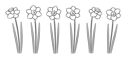 Set of black and white hand-drawn daffodils