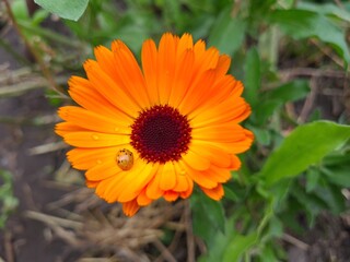 Vibrant Orange Calendula Flower in Full Bloom

