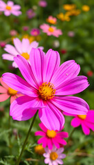 Nature of cosmos flower in garden using as cover page background natural flora wallpaper or template brochure landing page design, masterpiece. with white shades