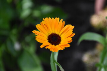 Vibrant Orange Calendula Flower in Full Bloom
