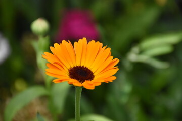 Vibrant Orange Calendula Flower in Full Bloom
