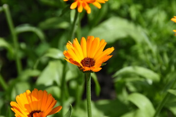 Vibrant Orange Calendula Flower in Full Bloom
