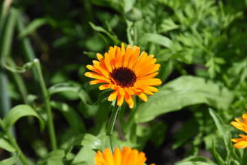 Vibrant Orange Calendula Flower in Full Bloom
