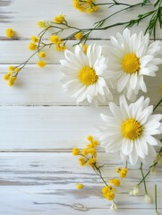Obraz premium white chrysanthemum and yellow coltsfoot on white wooden background