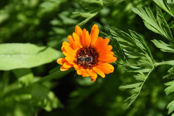 Vibrant Orange Calendula Flower in Full Bloom
