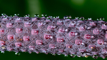 Droplets of sweet juice on the inflorescence of an exotic plant Anthurium in a botanical...