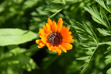Vibrant Orange Calendula Flower in Full Bloom
