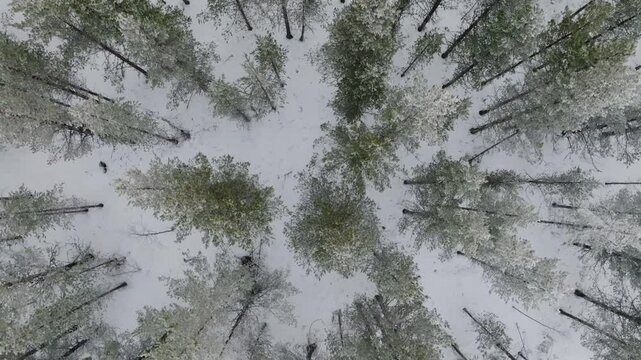 plan a&eacute;rien recule au dessus d'une for&ecirc;t de pins enneig&eacute;e en Laponie