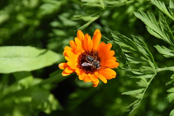 Vibrant Orange Calendula Flower in Full Bloom
