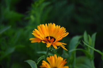 Vibrant Orange Calendula Flower in Full Bloom
