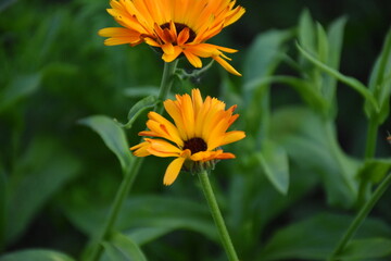 Vibrant Orange Calendula Flower in Full Bloom
