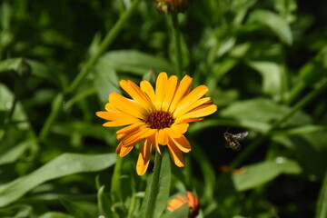 Vibrant Orange Calendula Flower in Full Bloom
