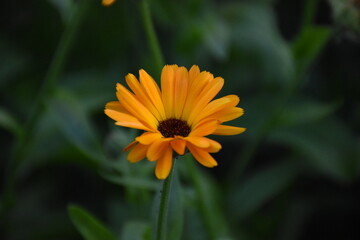 Vibrant Orange Calendula Flower in Full Bloom
