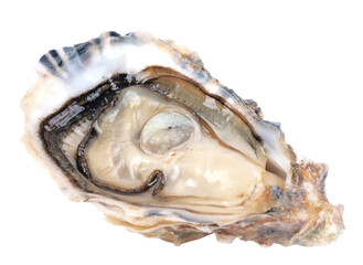 Fresh oyster on white background