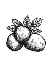 Engraved illustration of three potatoes with green leaves in a detailed vector style