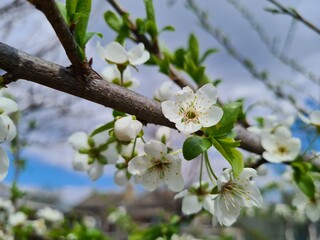 Delicate Cherry Blossom in Spring Bloom
