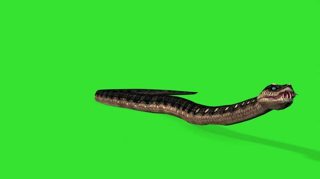 Slowly moving big yellow anaconda snake green screen or chroma key video clip art motion