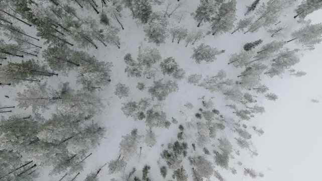 A&eacute;rien d&eacute;placement vers l'avant au dessus d'une for&ecirc;t enneig&eacute;e en Laponie