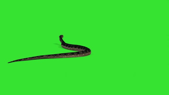 Back view angle of walking or running snake green screen or chroma key video clip art