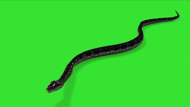 Top view angle of snake walking of road green screen or chroma key video clip motion