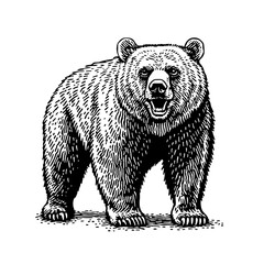 Engraved illustration of a grizzly bear standing confidently in its natural habitat, highlighting its prominent features