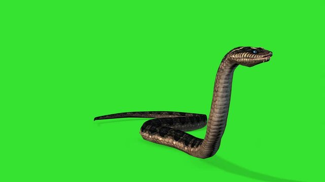 Side angle of big snake walking animal green screen or chroma key video clip