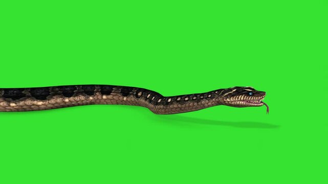 Left angle walking or running of snake green screen or chroma key video clip art motion