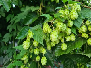 Climbing Hops Vine with Lush Green Leaves
