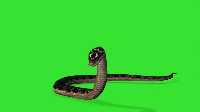 Front view acting of snake idle motion green screen or chroma key video clip motion