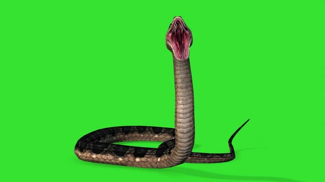 Angry front view snake green screen or chroma key video clip motion