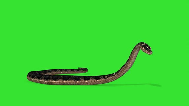 Anaconda snake at idle movement green screen or chroma key video clip 