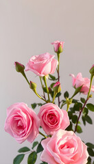 Fototapeta premium Flowers roses trendy pale pink color, Backlit. with white shades