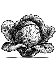 Vector engraved illustration of a ripe cabbage with intricate details and shading