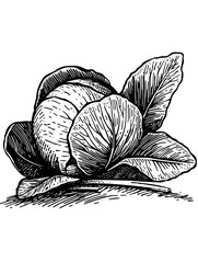 Detailed vector engraved illustration of a cabbage with leaves resting gracefully on a flat surface