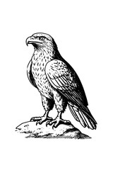 Obraz premium Intricate vector engraved illustration of a majestic eagle perched on a rocky surface