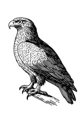 Fototapeta premium Engraved illustration of a majestic eagle perched on a branch in a natural setting