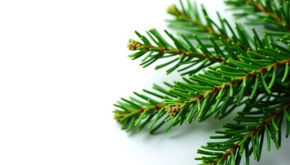 Fresh Christmas fir branch isolated on white background, Holiday Decoration, Christmas Decor, Evergreen Tree