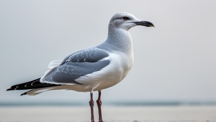 Fototapeta premium Majestic Gray Seagull Stands Gracefully on Sandy Beach with Soft Light against Light Background