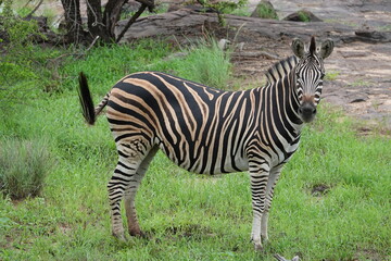 zebra